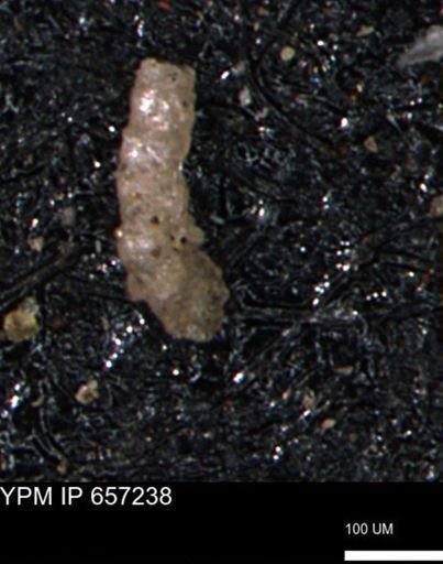 Ammobaculites petilus