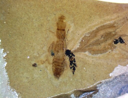 undet. Coleoptera