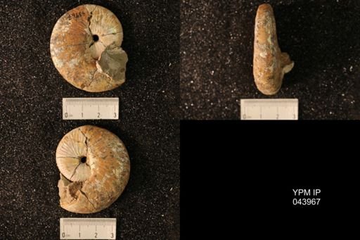 Hoploscaphites nicolletii