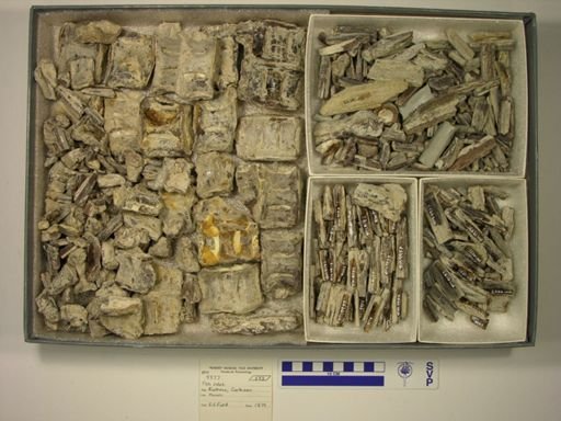 Xiphactinus sp.