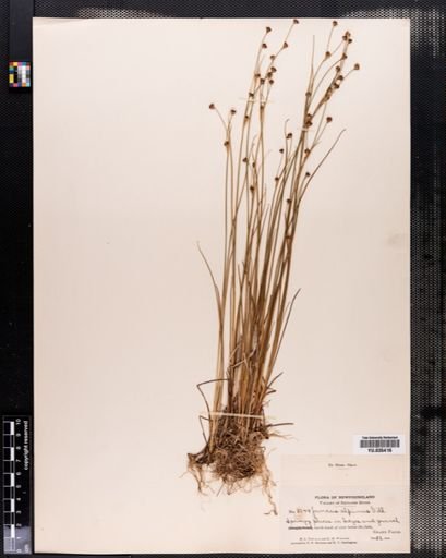 Juncus alpinus