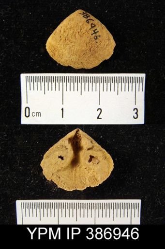 Meristella arcuata
