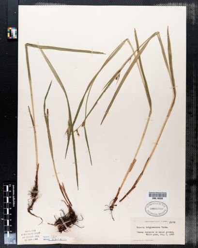 Scleria triglomerata