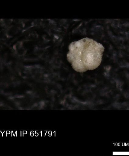 undet. Rugoglobigerinidae