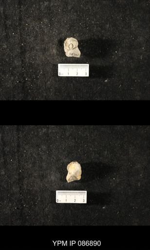 undet. Nautiloidea