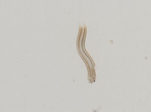 Amnicola limosus