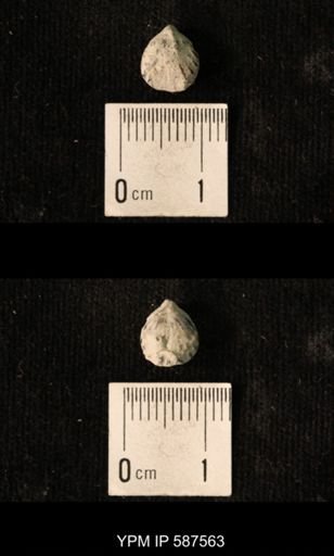 Camarotoechia whitei