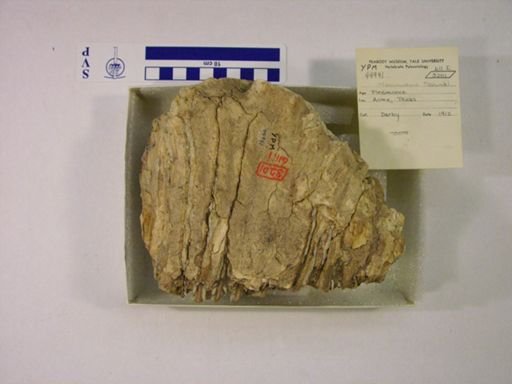 Mammuthus columbi?