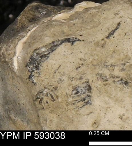 Inoceramus cuneatus