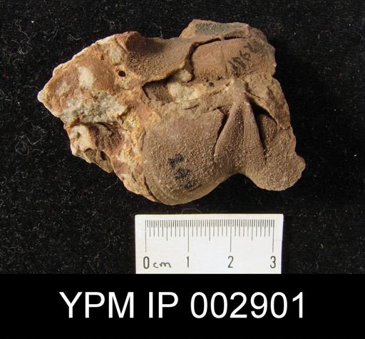 Rhenothyris compressa