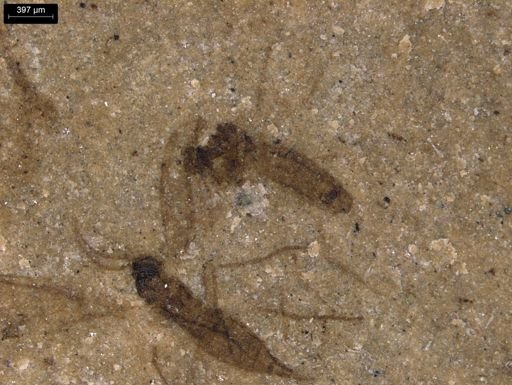 undet. Diptera