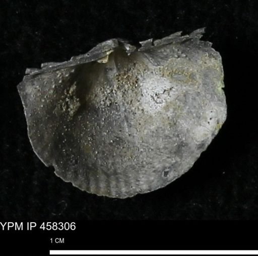 Chonetes mucronatus