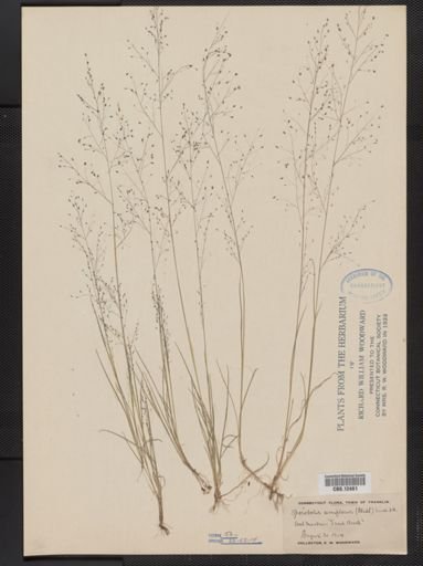 Muhlenbergia uniflora