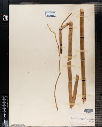 Equisetum hyemale