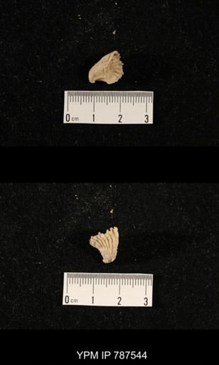 undet. Brachiopoda