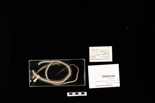 Thamnophis sirtalis parietalis