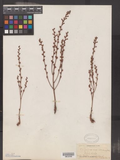 Epifagus virginiana