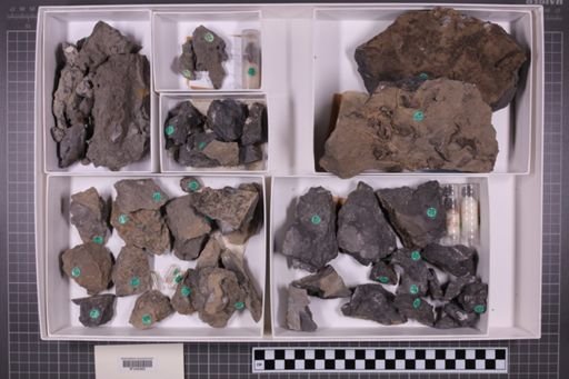 mixed taxa, stratigraphic collection