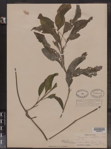 Potamogeton amplifolius