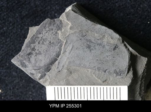 Eurypterida
