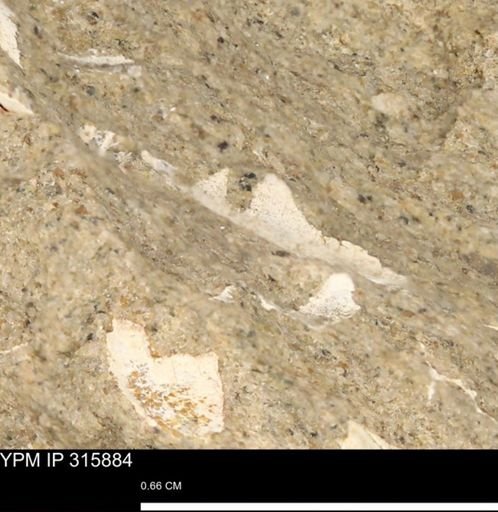 undet. Mollusca
