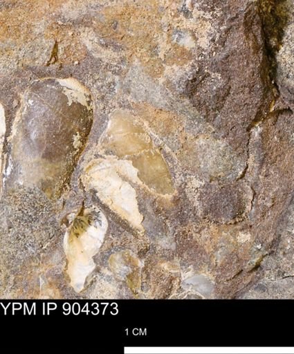 undet. Mollusca