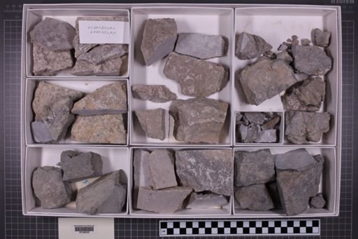 mixed taxa, stratigraphic collection
