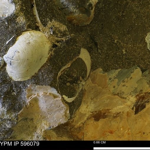undet. Bivalvia