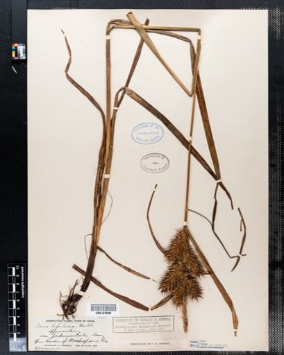 Carex lupulina