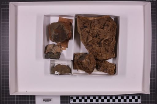 mixed taxa, stratigraphic collection