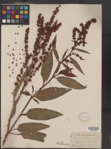 Rumex altissimus