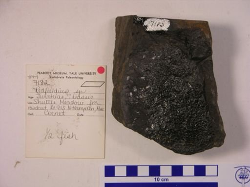 Redfieldia sp.