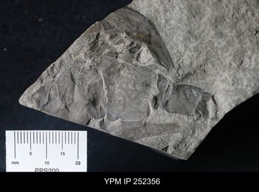 undet. Eurypterida