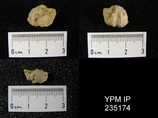 Marginifera hystricula