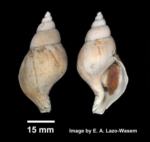 Colus pubescens