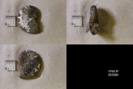 undet. Scaphitidae