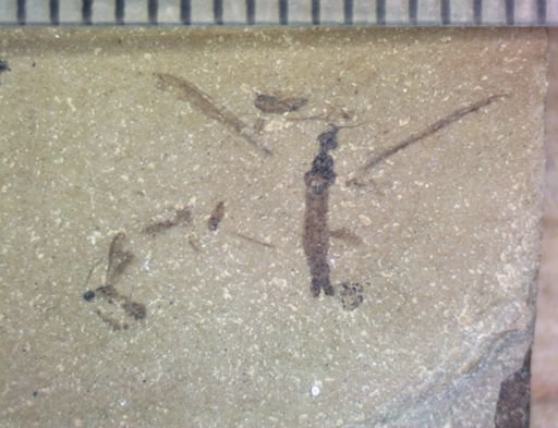 undet. Tipulidae