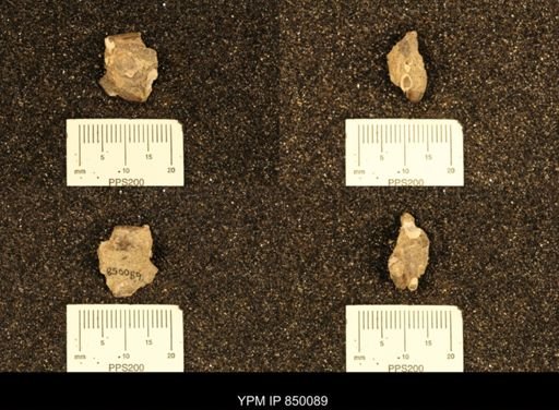 undet. Gastropoda