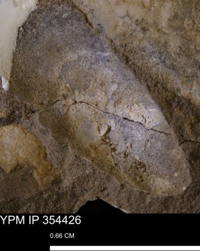 Pseudoptera subtortuosa
