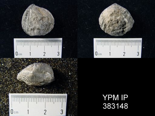 undet. Rhynchonellida