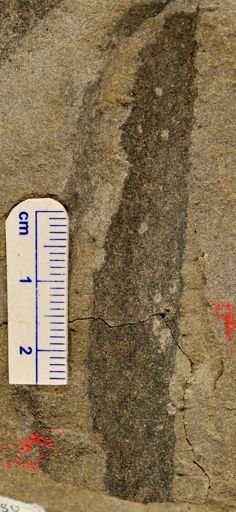 Drepanophycus sp.
