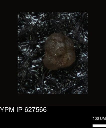 undet. Foraminiferida