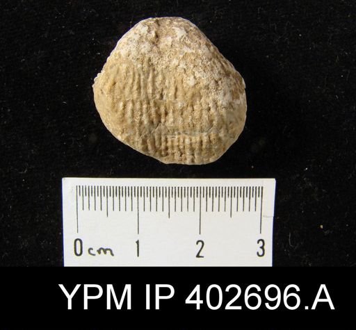 Productus sp.