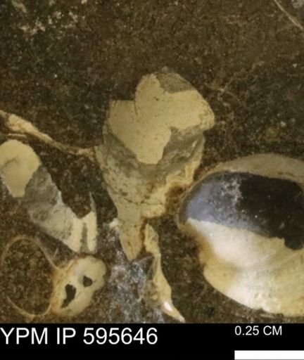 Protocardia sp.