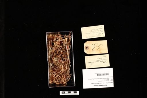 Myoxocephalus scorpius