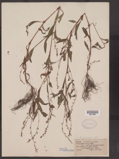 Polygonum punctatum