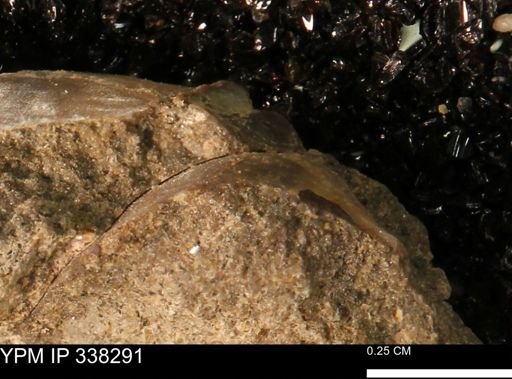 Protocardia subquadrata