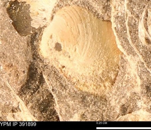 Protocardia sp.