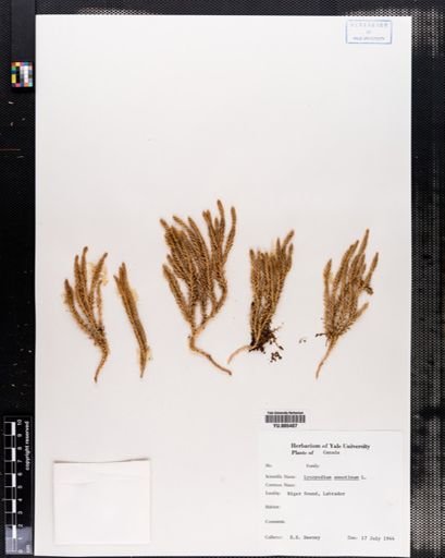 Lycopodium annotinum