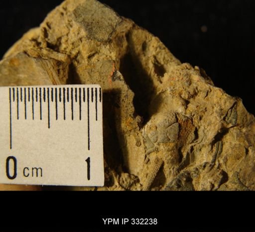 Sceptaspis?